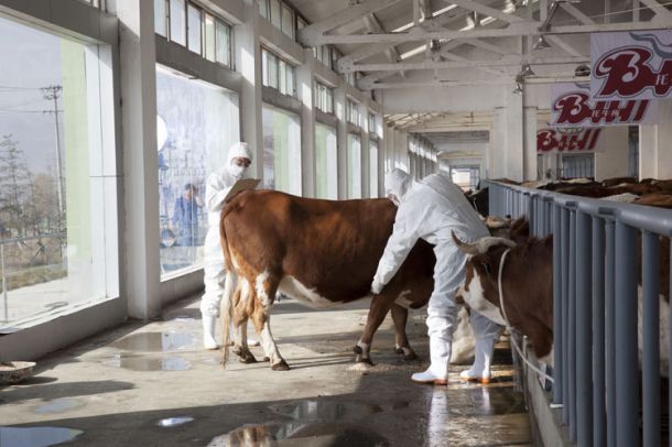 养殖场肉牛活体检验